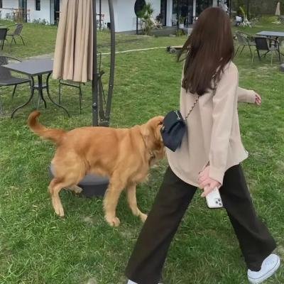 恐龙